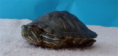 FRANKLIN - Turtle available for adoption