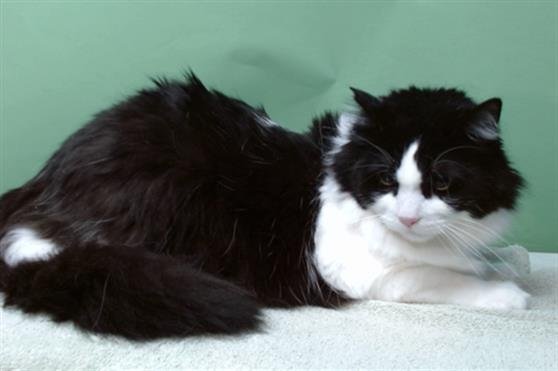 STREET - Domestic Short Hair available for adoption