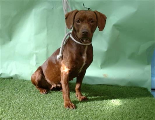 BAILEY - Beagle / Basset Hound available for adoption