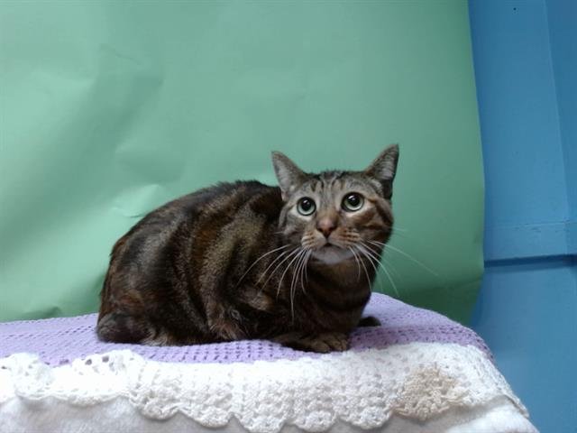 COCO - Domestic Short Hair available for adoption