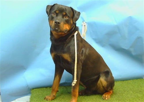 A5792715 - Rottweiler available for adoption