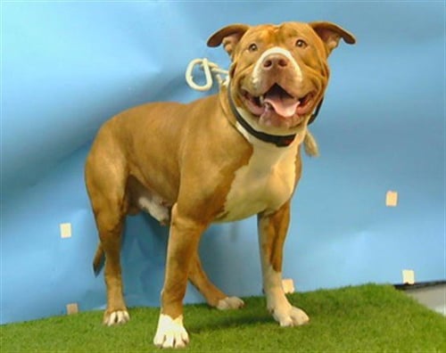 BIGSBY - Pit Bull Terrier available for adoption