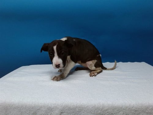 A5766503 - Pit Bull Terrier available for adoption