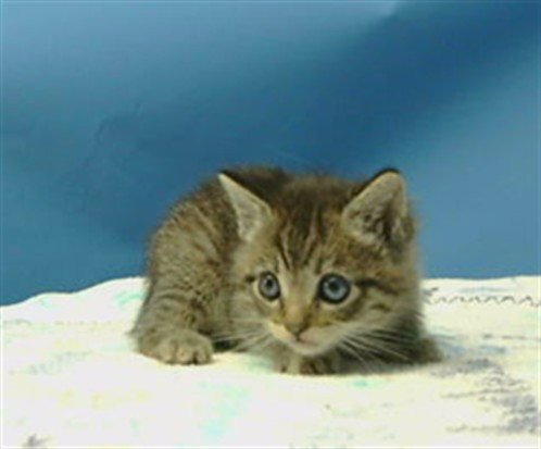 A5790315 - Domestic Short Hair available for adoption