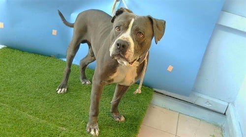 SMASH BURGER - Pit Bull Terrier available for adoption