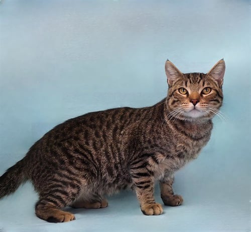 COOPER - Domestic Short Hair available for adoption