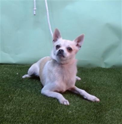 JAX - Chihuahua available for adoption