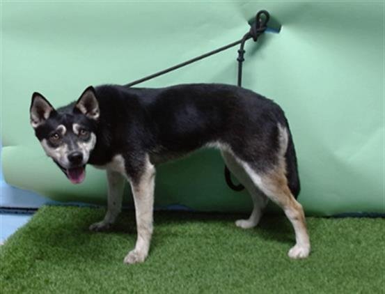 STARLING - German Shepherd Dog / Siberian Husky available for adoption