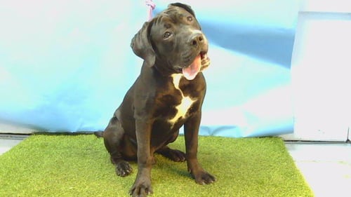 CHARLIE - Labrador Retriever available for adoption