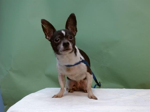 A5757709 - Chihuahua available for adoption