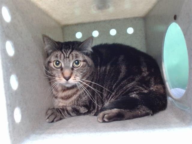 CHANEL - Domestic Short Hair available for adoption