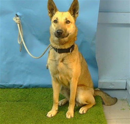 A5792585 - German Shepherd Dog available for adoption