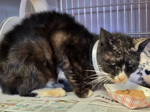 A5807585 - Domestic Short Hair available for adoption