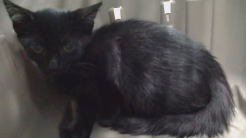 JADE - Domestic Short Hair available for adoption