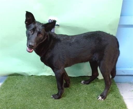 BLUEBERRY - Labrador Retriever available for adoption