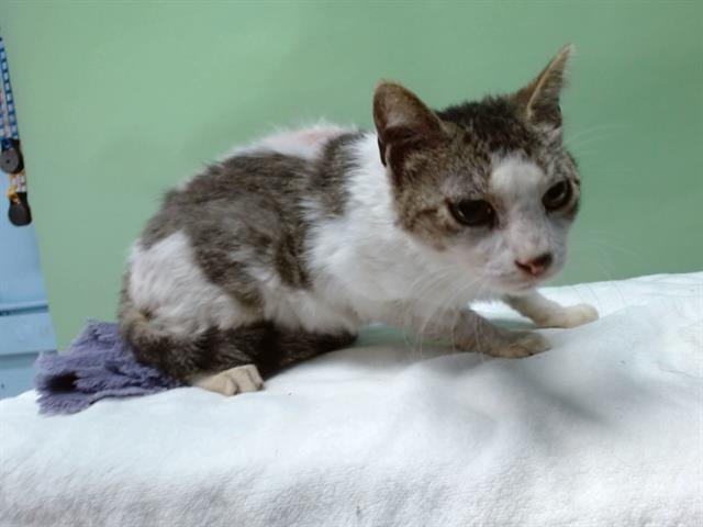 A5760312 - Domestic Short Hair available for adoption