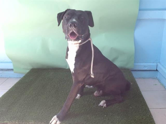 YOON - Labrador Retriever / Mastiff available for adoption