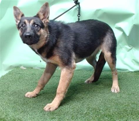 SABRINA BARKENT - German Shepherd Dog available for adoption