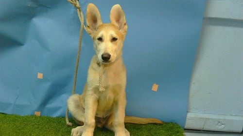 SVEN - German Shepherd Dog available for adoption