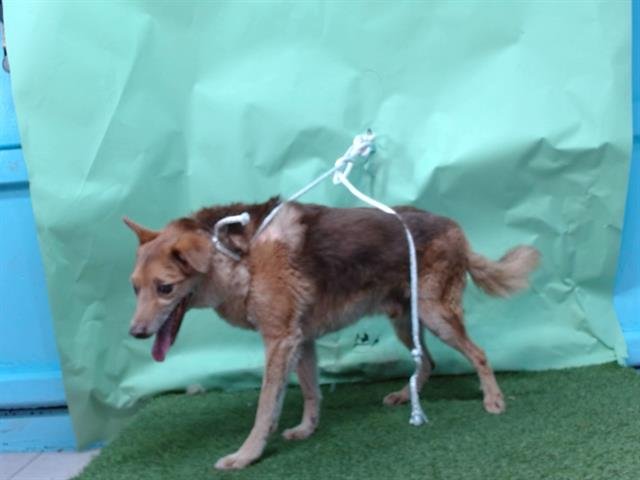 DUKE - German Shepherd Dog available for adoption