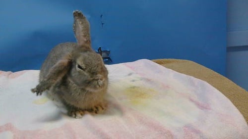 A5804546 - Shorthaired Rabbit available for adoption