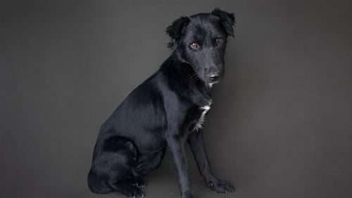 A5794774 - Flat-coated Retriever / Chinese Shar-Pei available for adoption