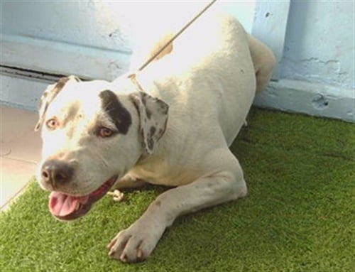 DARLA - Pit Bull Terrier available for adoption