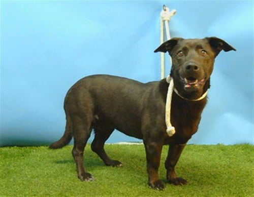 SCARLET - Dachshund / Labrador Retriever available for adoption