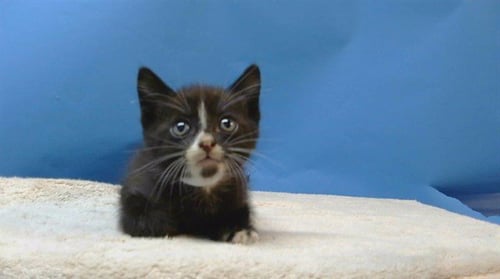 JASPER - Domestic Short Hair available for adoption