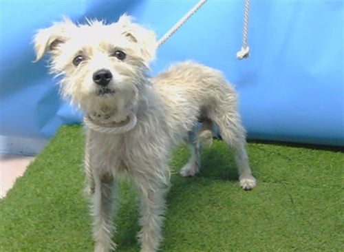 A5795588 - Terrier / West Highland White Terrier Westie available for adoption
