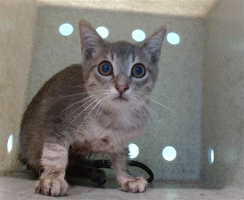 SCRUFFY - Domestic Short Hair available for adoption