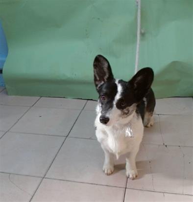 REYNA - Cardigan Welsh Corgi available for adoption