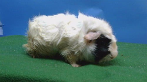 A5778425 - Guinea Pig available for adoption