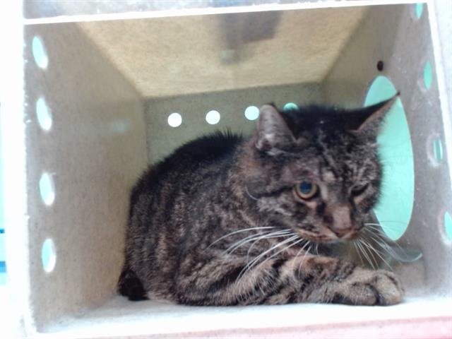 TIGER - Domestic Short Hair available for adoption