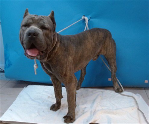 BRON - Cane Corso Mastiff available for adoption
