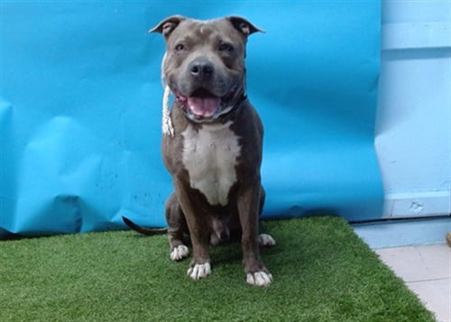 TANK - Mastiff / Pit Bull Terrier available for adoption