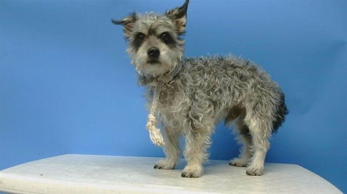 BENJI - Terrier available for adoption