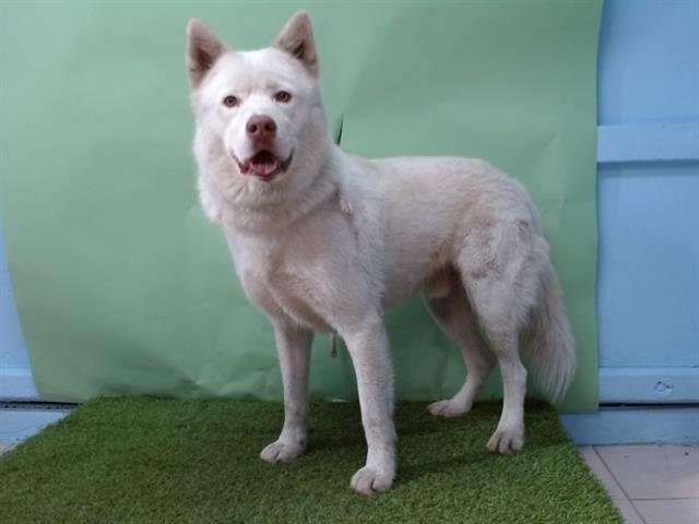 SNOW - Siberian Husky available for adoption