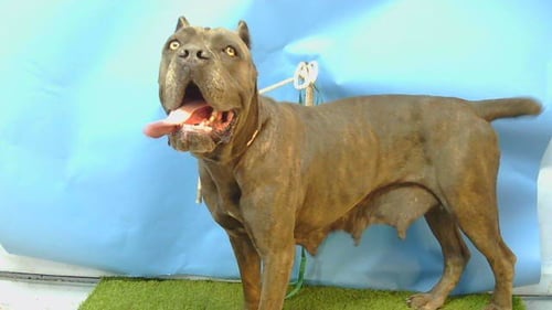 APALONIA - Cane Corso Mastiff available for adoption