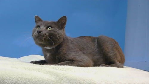 GREYSON - Domestic Short Hair available for adoption