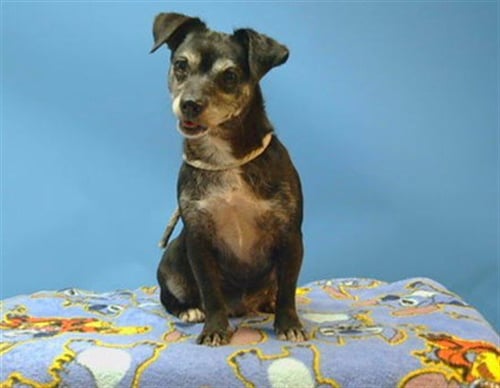 CHANEL - Chihuahua / Pug available for adoption