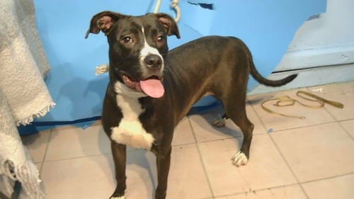 ROSE - American Pit Bull Terrier / Pit Bull Terrier available for adoption