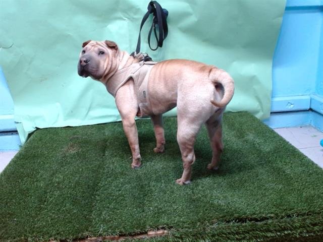 WINNIE - Chinese Shar-Pei available for adoption