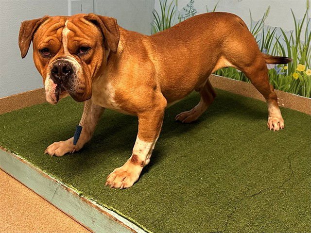 TONY - English Bulldog / American Bulldog available for adoption