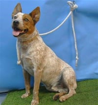 KODA - Photo 1