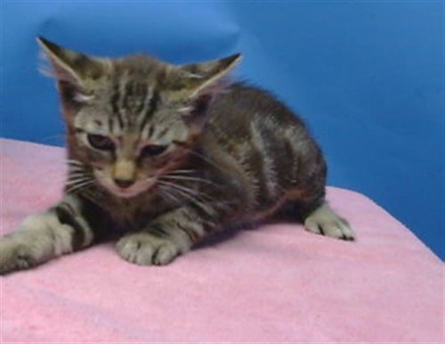 A5796489 - Domestic Long Hair available for adoption