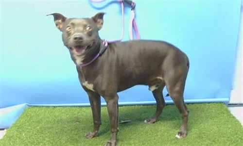 DANZIG - Pit Bull Terrier available for adoption
