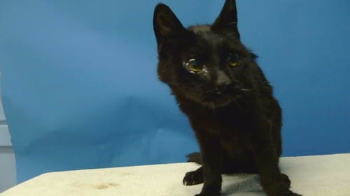 NEO - Domestic Short Hair available for adoption
