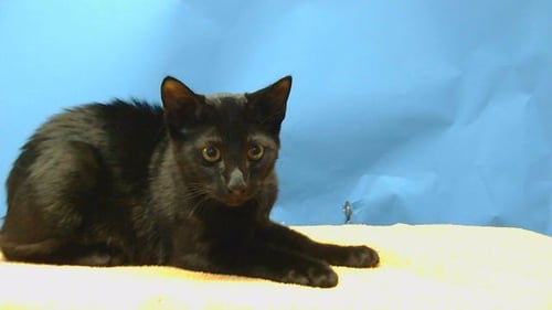 A5791665 - Domestic Short Hair available for adoption