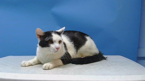 A5778369 - Domestic Short Hair available for adoption